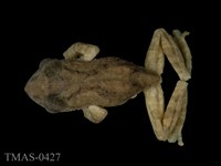 藏品(面天樹蛙)的圖片